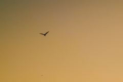 DSCF2768